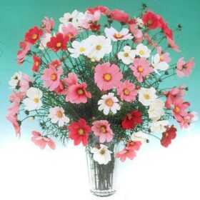 Cosmos Versailles Mix Seed A20222306