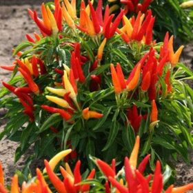 Ornamental Pepper Chilly Chili F1 Seed A20222631