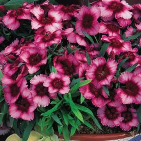 Dianthus Super Parfait Raspberry F1 Seed A20222329