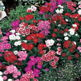 Dianthus Telstar Mix F1 Seed A20222335