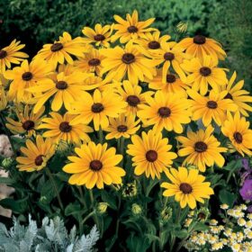 Rudbeckia Black Eyed Susa Indian Summer Seed A20222698