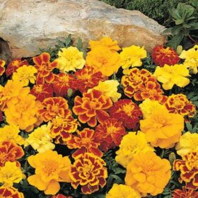 Marigold Durango Mix Seed A20222542