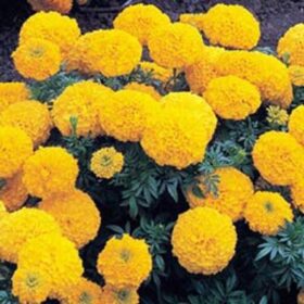 Marigold Inca II Gold F1 Seed A20222554