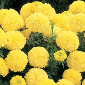 Marigold Inca II Primrose F1 Seed A20222557