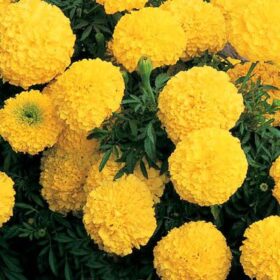Marigold Inca II Yellow F1 Seed A20222558