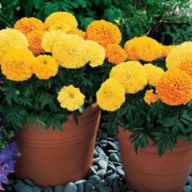 Marigold Inca II Mix F1 Seed A20222555