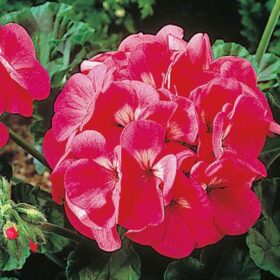 Geranium Maverick Pink F1 Seed A20222369