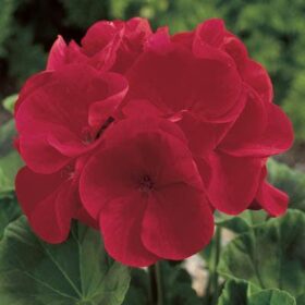 Geranium Maverick Red F1 Seed A20222379