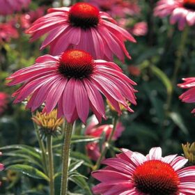 Echinacea Primadonna Deep Rose Seed A20222347