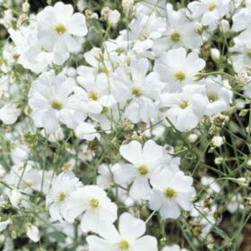 Gypsophila Covent Garden Seed A20222408
