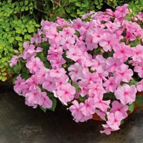 Impatiens Accent Premium Pink F1 Seed A20222452