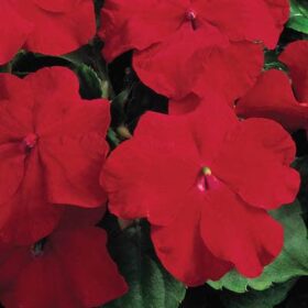 Impatiens Accent Premium Red F1 Seed A20222420