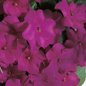 Impatiens Accent Premium Violet F1 Seed A20222421