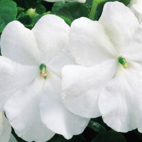 Impatiens Accent Premium White F1 Seed A20222422