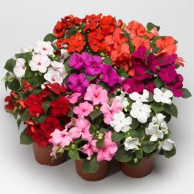 Impatiens Accent Premium Mix F1 Seed A20222451
