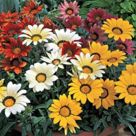 Gazania Frosty Kiss Mix F1 Seed A20222356