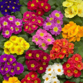 Primula Danova Growers Select Mix F1 Seed A20222691