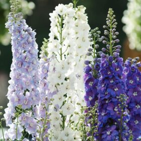 Delphinium Guardian Mix F1 Seed A20222312
