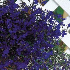 Lobelia Regatta Midnight Blue Seed A20222520