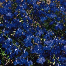 Lobelia Regatta Marine Blue Seed A20222516