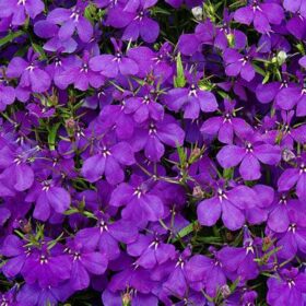 Lobelia Crystal Palace Seed A20222515