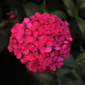 Dianthus Amazon Neon Cherry F1 Seed A20222317