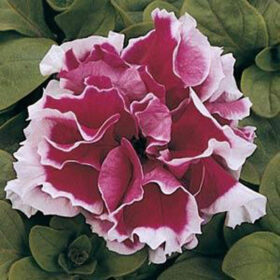 Petunia Pirouette Rose F1 Seed A20222993