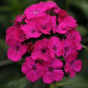 Dianthus Amazon Neon Purple F1 Seed A20222319