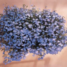 Lobelia Regatta Sky Blue Seed A20222522