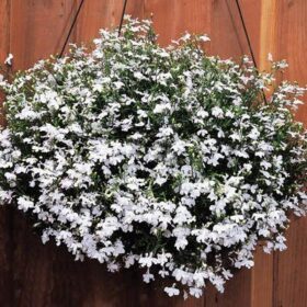 Lobelia Regatta White Seed A20222523