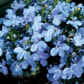 Lobelia Riviera Sky Blue Seed A20222519