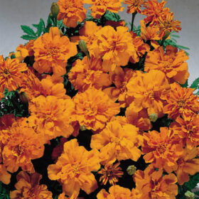 Marigold Safari Tangerine Seed A20222948