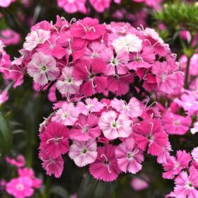Dianthus Amazon Rose Magic F1 Seed A20222320