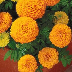 Marigold Perfection Orange F1 Seed A20222565
