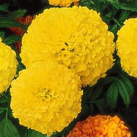 Marigold Perfection Yellow F1 Seed A20222566