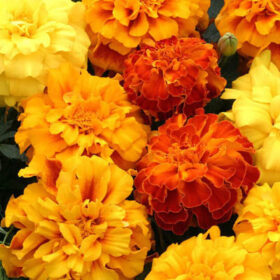 Marigold Zenith Mix F1 Seed A20222957