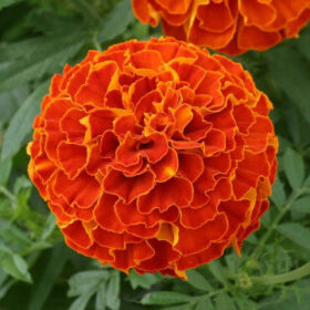 Marigold Zenith Red F1 Seed A20222958