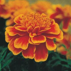 Marigold Bonanza Flame Seed A20222534