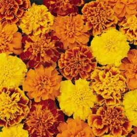 Marigold Bonanza Mix Seed A20222535