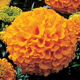 Marigold Antigua Orange F1 Seed A20222529