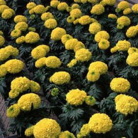 Marigold Antigua Yellow F1 Seed A20222531
