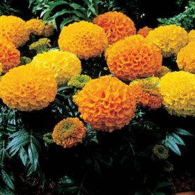 Marigold Antigua Mix F1 Seed A20222528
