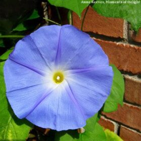 Ipomoea Heavenly Blue Seed A20222470
