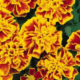 Marigold Bonanza Bee Seed A20222532