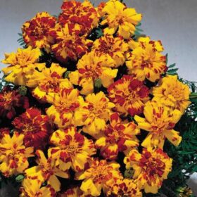 Marigold Safari Bolero Seed A20222567