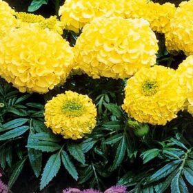 Marigold Antigua Primrose F1 Seed A20222530
