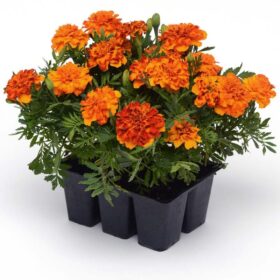 Marigold Bonanza Bolero Seed A20222568