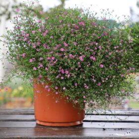Gypsophila Gypsy Deep Rose Seed A20222409