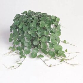 Dichondra Emerald Falls Seed A20222339