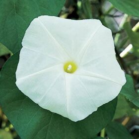 Ipomoea Moonflower Giant White Seed A20222471